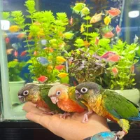 طوطی گرینچیک زیبا و سخنگو