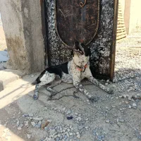 سگ نگهبان نژاد دار