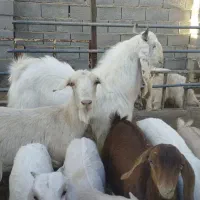 نربز اصل گلابی