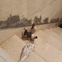 سه تا کبوتر