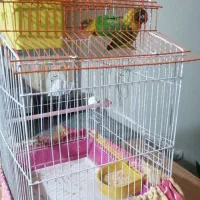 فروش یه جفت کوتوله برزیلی