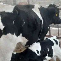 گاو|حیوانات مزرعه|سرداران, |دیوار