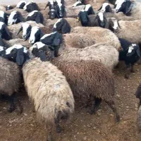 بسم الله میش های ناب و جوان و اصل نژاد دوقلو٪زاشال