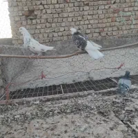کبوترپرشی