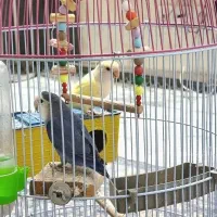 جفت طوطی برزیلی مولد