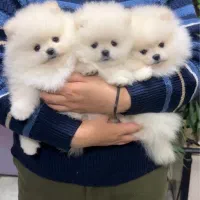 پرورش سگ پامر خرسی.پامرانین عروسکی بدون واسطه دلال