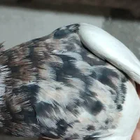 طوقی خال قدیم|پرنده|بهبهان, |دیوار