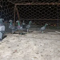 کبوتر المانی