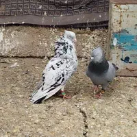 کفتر سرور کاکل بهبهونی