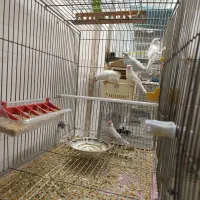 فنچ نرگسی شکلاتی و سیلور