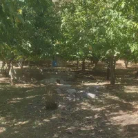 باغ گردو۲۵ساله الشتر کهمان .|فروش زمین و ملک کلنگی|خرمآباد, |دیوار