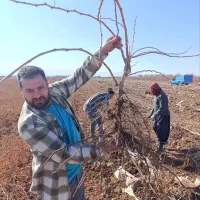 نهال انگور موندارپ اصالت دار امکان پرداخت در محل|خدمات باغبانی و درختکاری|کرمانشاه, |دیوار