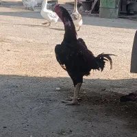 خروس لاری اصیل یکساله