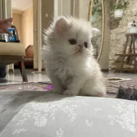 پرشین پشمالو عروسکی