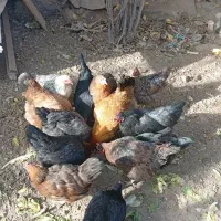 14عددمرغ رسمی تخم گذارفروشی|حیوانات مزرعه|تفرش, |دیوار