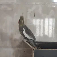 عروس هلندی|پرنده|یزد, |دیوار