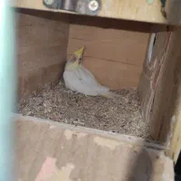 جوجه عروس سرلاکی