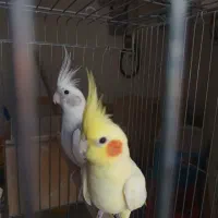 عروس هلندی|پرنده|گرمسار, |دیوار