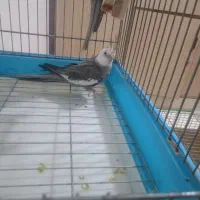 عروس هلندی|پرنده|اهواز, کیانشهر|دیوار