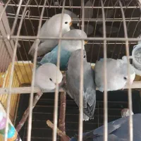 فروش جوجه طوطی برزیلی