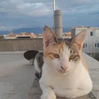 ۳ تا گربه خونگی و دستی واگذار میشود|گربه|گنبد کاووس, |دیوار