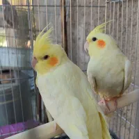 عروس هلندی