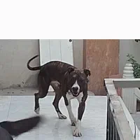 سگ پیتبول 11ماهه