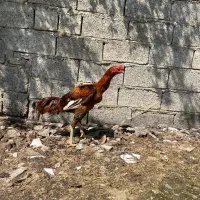 خروس لاری ۱۰ ماهه