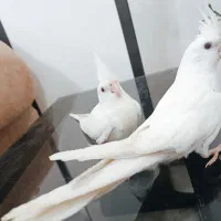 جوجه عروس هلندی
