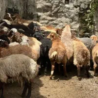 تمام نقاط داخل شهری قم ترازو دیجیتال