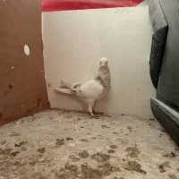 کفتر یا کبوتر|پرنده|مشکین‌دشت, |دیوار