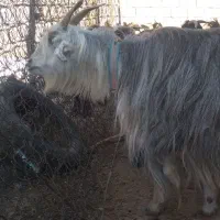 بز جفت ۱۹ تیشتر ۱۵|حیوانات مزرعه|مسجد سلیمان, |دیوار