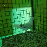 تعدادی کفتر گرفتنی