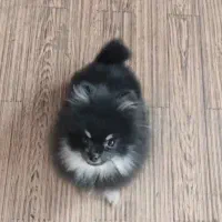 پامرانین بسیار ریز خرسی تیپ عروسکی