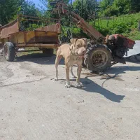 سگ پیت بول