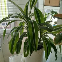 گل سرحال وزیبا.|گل و گیاه طبیعی|قزوین, |دیوار