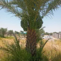 پیش فروش بر باغ خرما