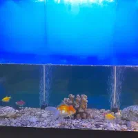 اکواریوم با ماهی