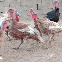 بوقلمون|پرنده|آبپخش, |دیوار