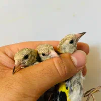بار جدید جوجه سهره منطقه عالی گردن کلفت
