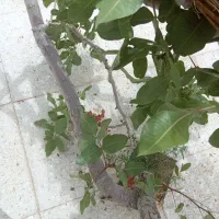 پیوند درخت پسته کار در تمام استانها