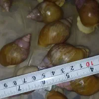 حلزون تعداد زیاد فقط دانه ای  پانزده هزار تومان|خزنده|قزوین, |دیوار