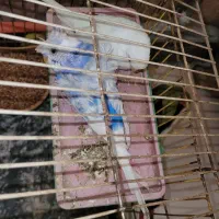 مرغ عشق مولد با جوجه و تخم|پرنده|اهواز, کمپلو جنوبی|دیوار