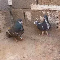 کفتر دو جفت شهری گل زرد شیش دونگ|پرنده|شیراز, تندگویان|دیوار