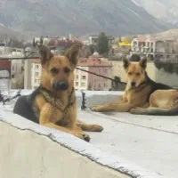 توله سگ ژرمن اصیل|سگ|تهران, سوهانک|دیوار