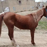 مادیون سرو دم گیر ((کورد اصیل))