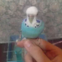 مرغ عشق مولد اینگلیسی دستی|پرنده|قدس, شهر‌قدس|دیوار