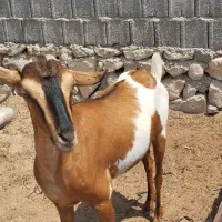 پاژن هیکلی و بزخوشگل آهوی نژاد اصیل دوقلو زا|حیوانات مزرعه|بوشهر, |دیوار