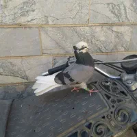 شازده سبز ماده|پرنده|ملایر, |دیوار