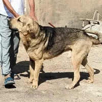 گمشده|سگ|تاکستان, |دیوار